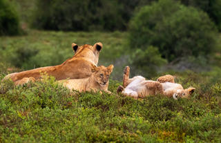 Hlosi Game Lodge - Lions 