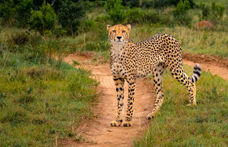 Hlosi Game Lodge - Cheetah 