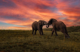Hlosi Game Lodge - Elephants at Sunset 