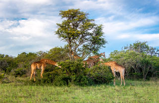 Hlosi Game Lodge - Giraffes 