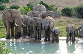 Hlosi Game Lodge 