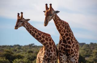 Hlosi Game Lodge 
