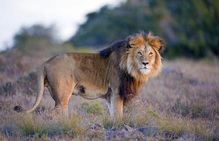 Hlosi Game Lodge 