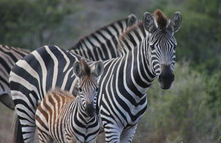 Hlosi Game Lodge 