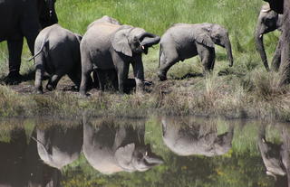 Hlosi Game Lodge - Elephants At Waterhole