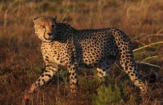 Hlosi Game Lodge - Cheetah Close Up