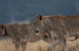 Amakhala Game Reserve 