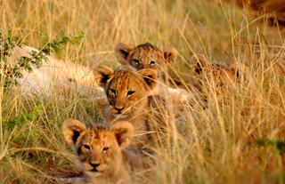 Kariega lion cubs