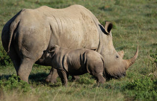 Kariega rhino and calf 