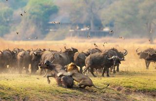 Buffalo hunt in front of Lion Camp