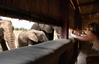 Inisde Lion Camp onsite hide