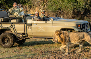 Lion Camp activities