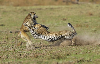 LION CAMP LEOPARD HUNT BY Nancy Bell