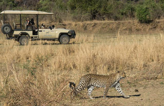 Puku Ridge leopard game drive