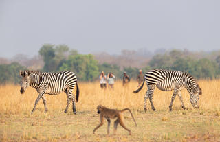 Puku Ridge - walk with zebras and baboon