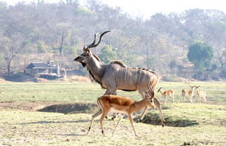 Puku Ridge - Kudu's view