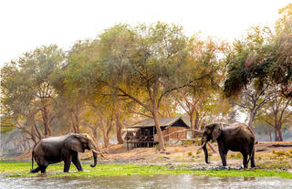 Old Mondoro - tents with elephants as neighbours