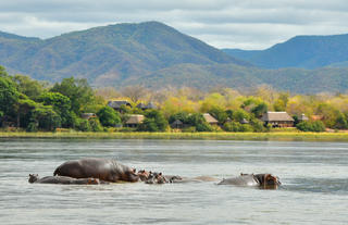 View of lodge with hippos from Mana Pools