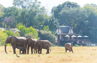 Elephant herd in front of the lodge