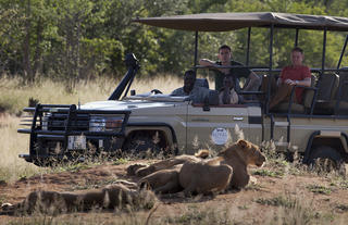 Lions spotted on game drive