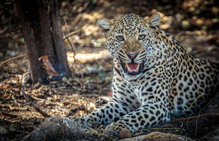 Leopard in the Lower Zambezi