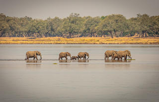 Elephants crossing river