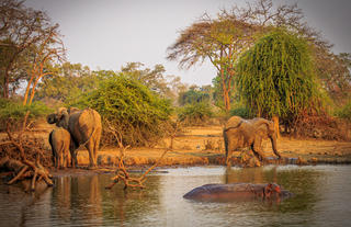 Elephant and Hippo at Royal Waterhole