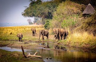 Elephants in front of lodge