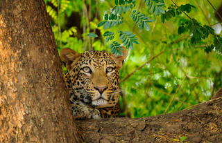 Wildlife - Leopards are plentiful in the area