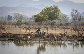 Antelope at the Royal Waterhole