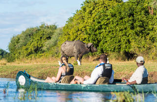 Canoeing - buffalo on riverbank 