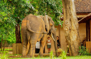 Elephant by main lodge