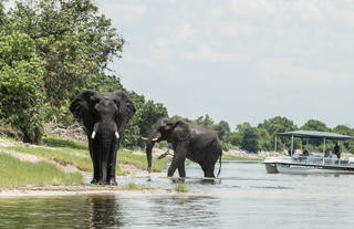 Chobe Boat Trip - Muchenje