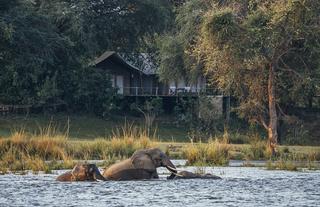 Elephants in front of Dulini Anabezi