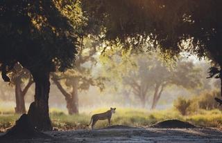 Lion in the Winterthorn Forest