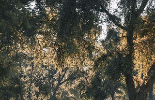 Lions in the Winterthorn Forest
