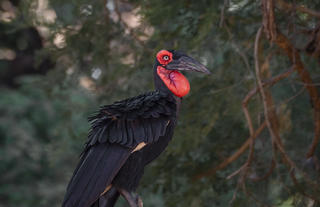 Ground Hornbill in the Winterthorn Forest