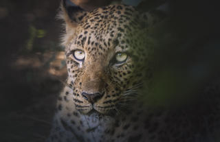 Leopard Portrate