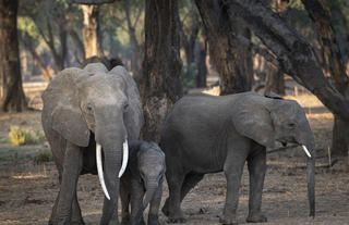 Elephants
