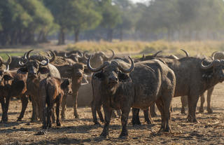 Buffalo