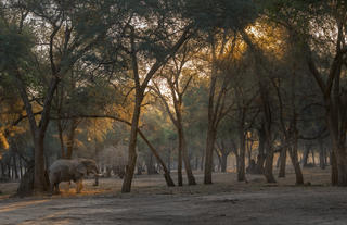 Elephant in the Winterthorn Forest