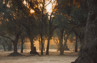 Winterthorn Forest