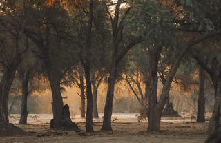 Winterthorn Forest