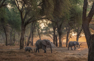 Elephants in the Winterthorn Forest