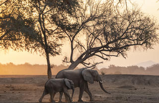 Elephants in the Winterthorn Forest