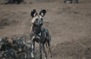 Wild dogs