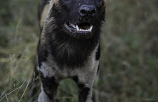Wild dogs