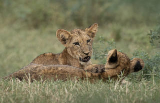 Lion Cubs