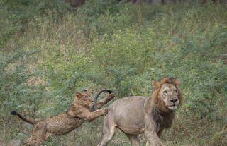 Lions