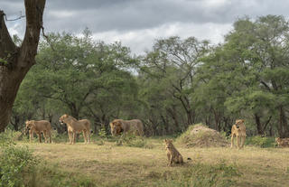 Lions